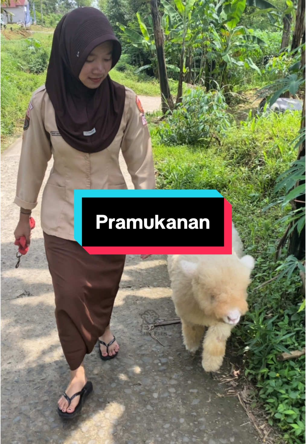 Pramukanan Sama Wedus #baba_farm #peternakdomba #peternakmuda #fatteningdomba #bredingdomba #merino #merinos #peternakmilenial #peternakmudaindonesia #tukangngaritindonesia #tukangngarit #katakatamotivasi #katakatabijak #sekedarhiburan #fyp #fypシ゚viral #fyypppppppppppppppppp #xyzbca #lewatberanda #tranding #trandingvideo 