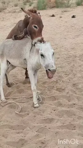 Donkey jumentos pega cavalo 🐎