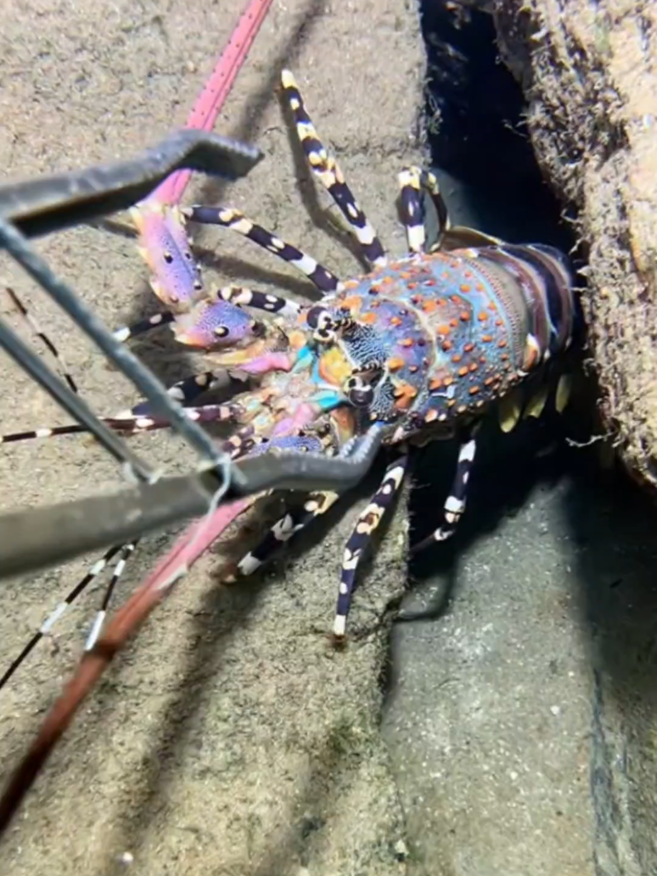 #diving #crab #catchthesea #seaside #seafood #fish #eel #lobster #seangsolofishing