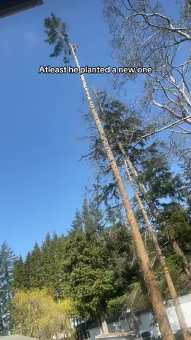 Reborn 🌲🌲 
