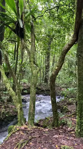 Ketenangan🍃 #forest #alam #greenforest 