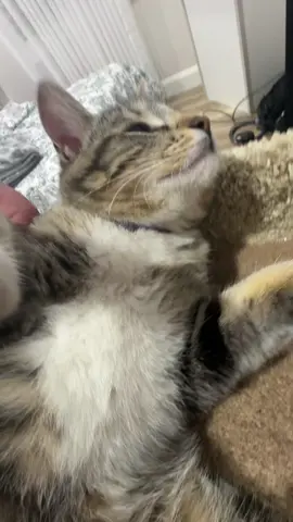 Petting freddy#fyp#cat#funny#meme#viral