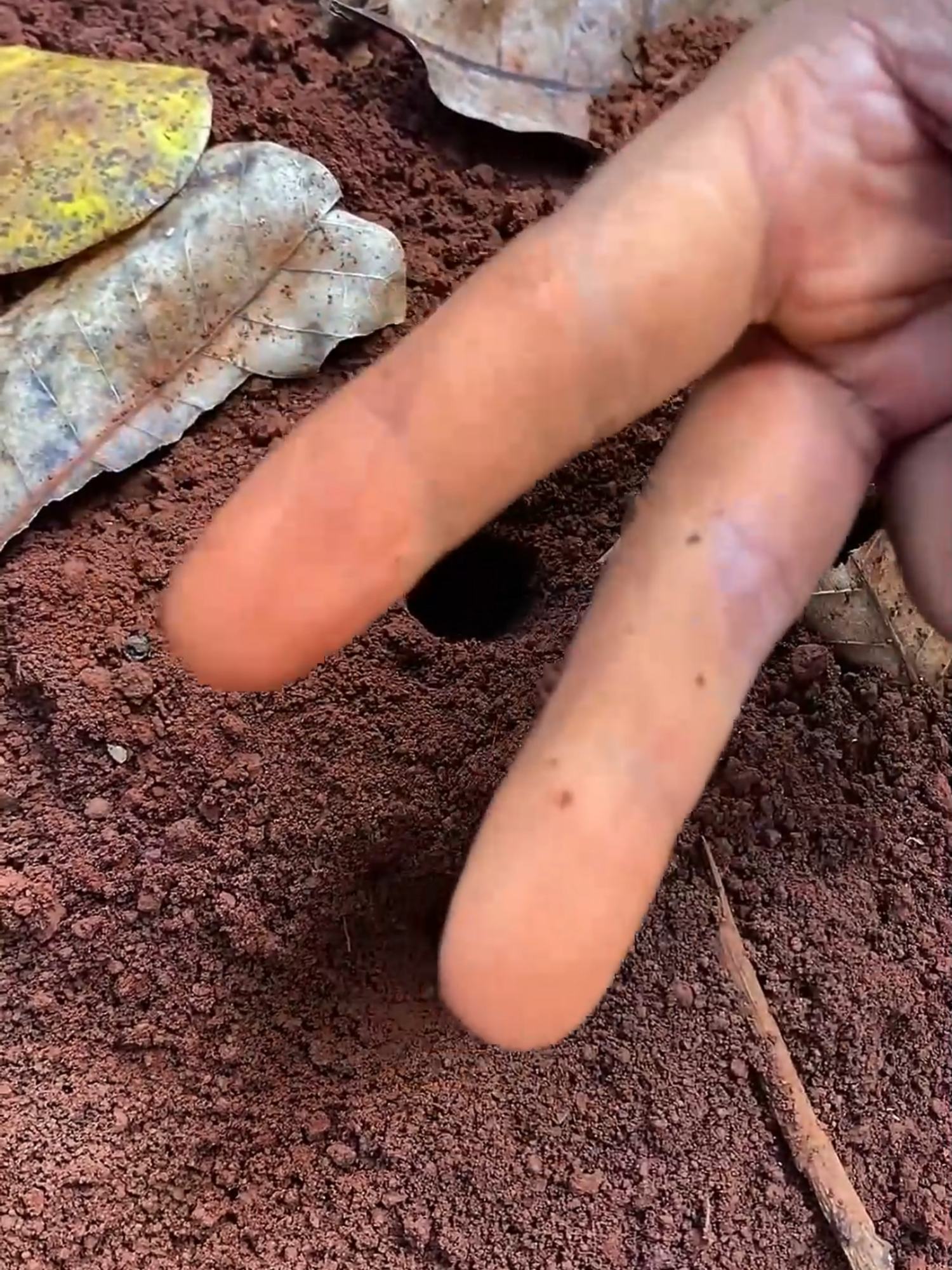 I was just digging to catch crickets with weaver ants... then THIS happened 😱🕳️🦗  #jumpscare #CricketHunt #WeaverAnts #BugTrap #NatureHacks #AntVsCricket #WildlifeCatch #TikTokNature #ScaryBugs #InsectTok #fyp