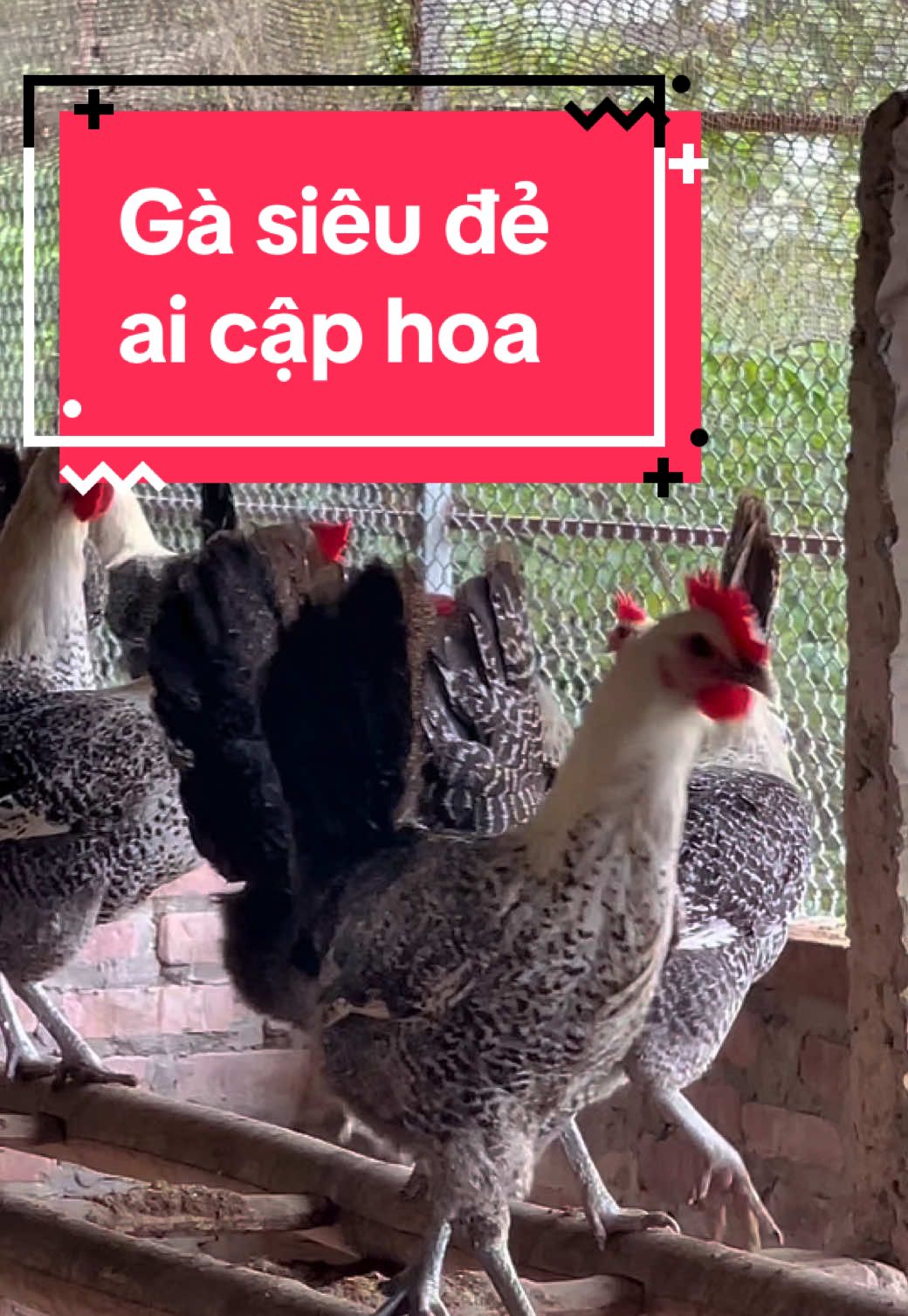 gà ai cập hoa - gà siêu đẻ #bienvit #LearnOnTikTok 