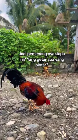 mereka lagi sibuk adu skil🥵😎#ayampilipina🇵🇭 #kakigetar #pintar  #salamkakikiri #hobyayam #ayamimport #peternakmuda 