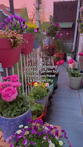 one day i’ll live in a tiny cottage with a big garden but for now my balcony is my floral heaven 🥹🌻🌷💛 #cottagecore #aesthetic #cozyhome #cozyathome #gardening #balcony #balconymakeover #girlythings #howlsmovingcastle  