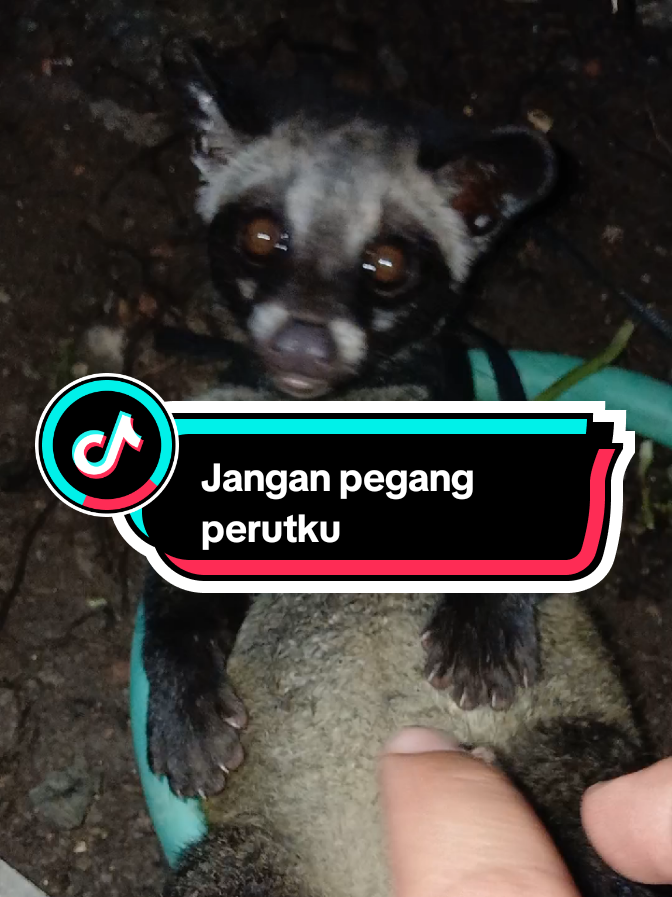 jangan pegang perutku #musangpandan #musanglovers #musangloversindonesia #musang #garasisatwa #kebunbinatang #fyp #viral #stecu 