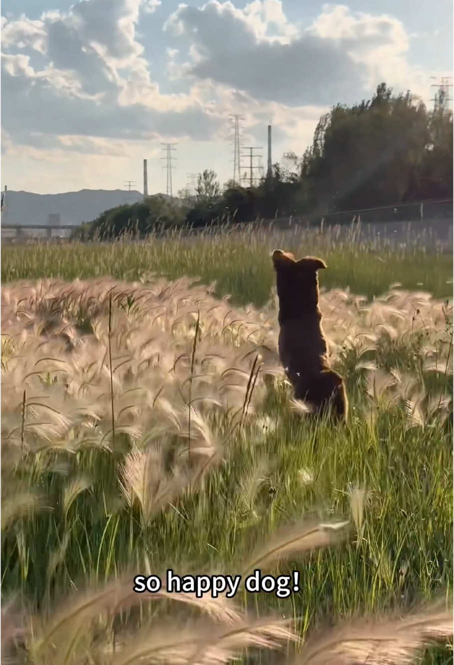 So happy dog!🥰🥰🥰#dog #funny #happydog #fyp 