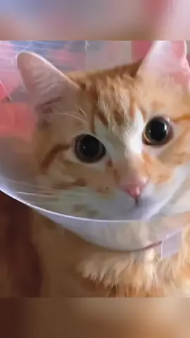 Cats can understand English well 😂😂#funnycat #pet #fyp #catlover #catsoftiktok #funnyvideos #cute #funny #catlover 