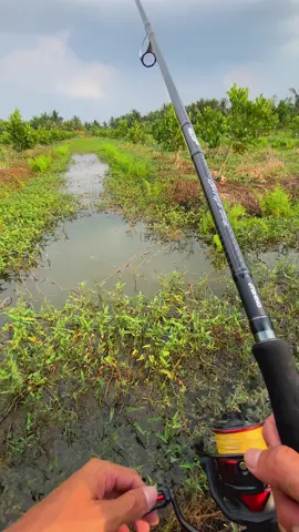 Nay nghe âm thanh gốc , tiếng cá táp nhái hơi cho phê nha anh em 🤭🤭😛😅#lure #lurefishing #lurelocgiaitri #xuhuong #viral 