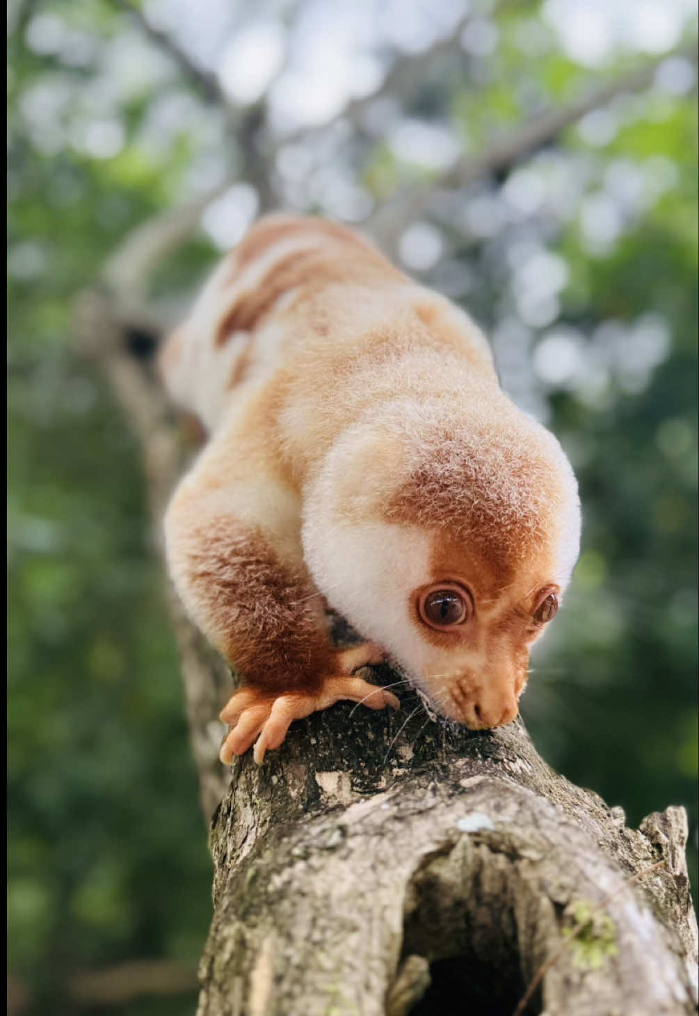 Ever imagined finding a rare marsupial in paradise? Welcome to Wai Island, Raja Ampat, where turquoise waters meet the adorable and elusive cuscus! 🏝️🦘 Wai Pulau is more than just pristine beaches and vibrant reefs—it’s also home to the mysterious cuscus, an endemic marsupilami that roams the treetops by night. Did you know the cuscus is so shy, spotting one is considered a true Raja Ampat lucky charm? 🌿✨ #WaiIsland #RajaAmpat #CuscusSpotting #EndemicWildlife #marsupilami #HiddenParadise #EpicNature #WildlifeWonder  #ExploreIndonesia #secret  #beautifuldestinations #fyp #bucketlist #paradise  #Traveltok #paratii #hiddengems #ditchttt