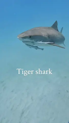 #travel #beach #ocean #nature #reels #NatureLover #beauty #viralreels #viral #dive 