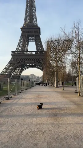 i want to feel as free as this little fella (ig fionapak) #dog 