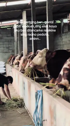 #peternaksapiindonesia #storysapi #sapi #peternakmuda #peternak #qurban2025 #fyp #karanganyar24jam 