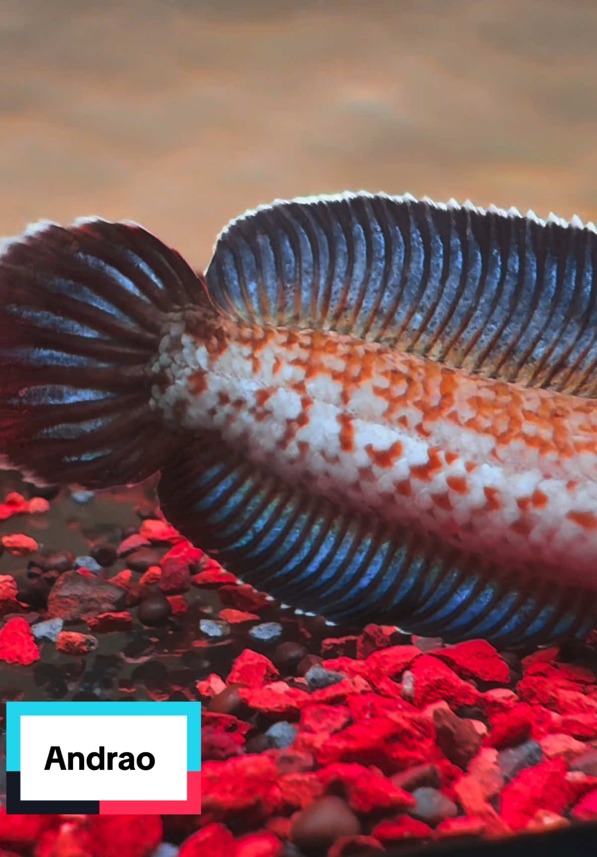Andrao ssb mời ae 🥰🥰 #channaandrao #channa #channamaru #channamarulioides #ACá🐟 #cá #fish #xuhuong #xh #channavietnam🇻🇳 #channaindonesia🇮🇩  #channachina🇨🇳  #channathailand🇹🇭  #channamalaysia🇲🇾  #channaindia🇮🇳 