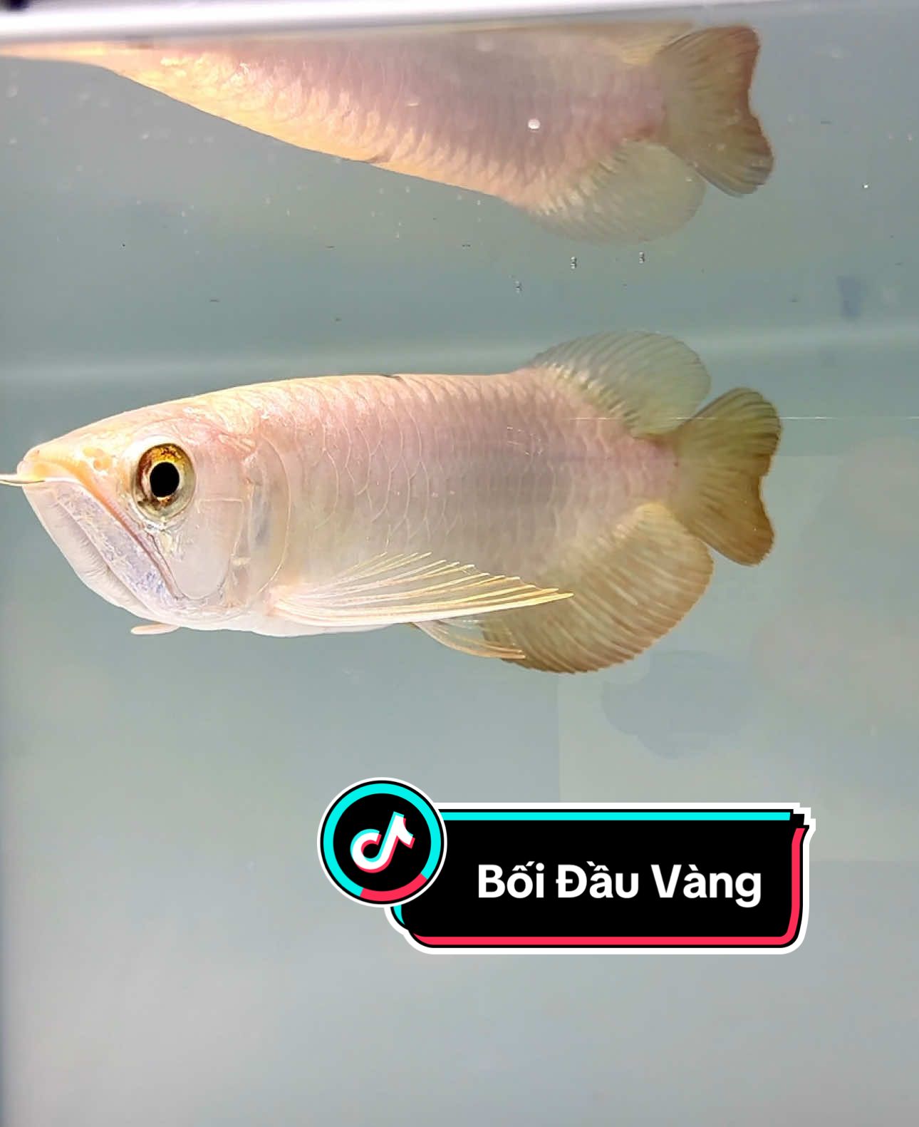 Bối 24k9999 đầu vàng #kimlongquaboi #carong #awarona #cacanh 