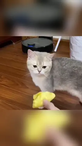 The cat’s reaction to food #cat #cats #funnycat #pet #Love #catsoftiktok #fyp 