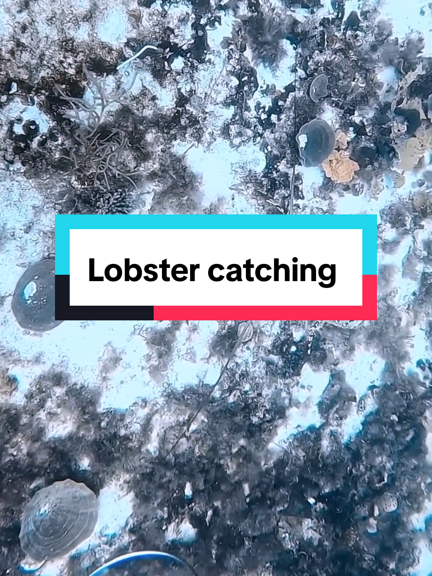 Lobster catching  #spearfishing #lobsterfishing #lobster #fishing 