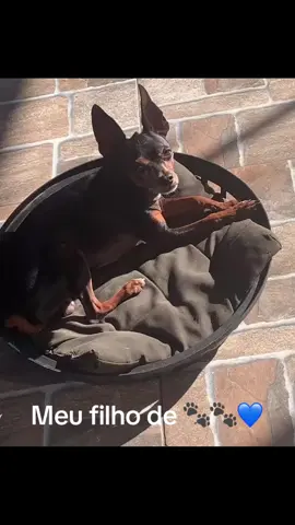 #maedepets🐾❤️ #💙 