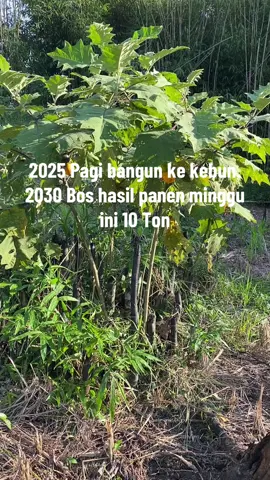 Amin aja dulu