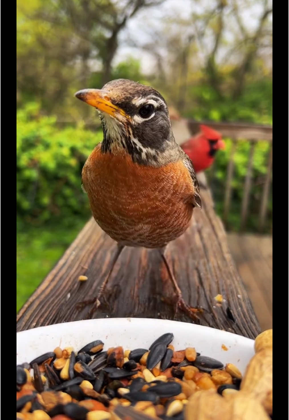 Whoooo!#fyp #birds #birdwatching #asmr 