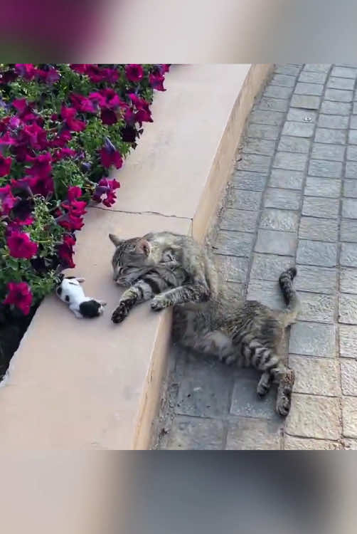 Rescue a family of cats #animal #animalsoftiktok #rescueanimals #rescue #rescuecat #cat #kitten 