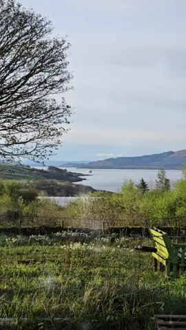 Scotland's wild medicine  #wildenergymedicine #coherence #mothernature #healscotland #scotlandswildmedicine 