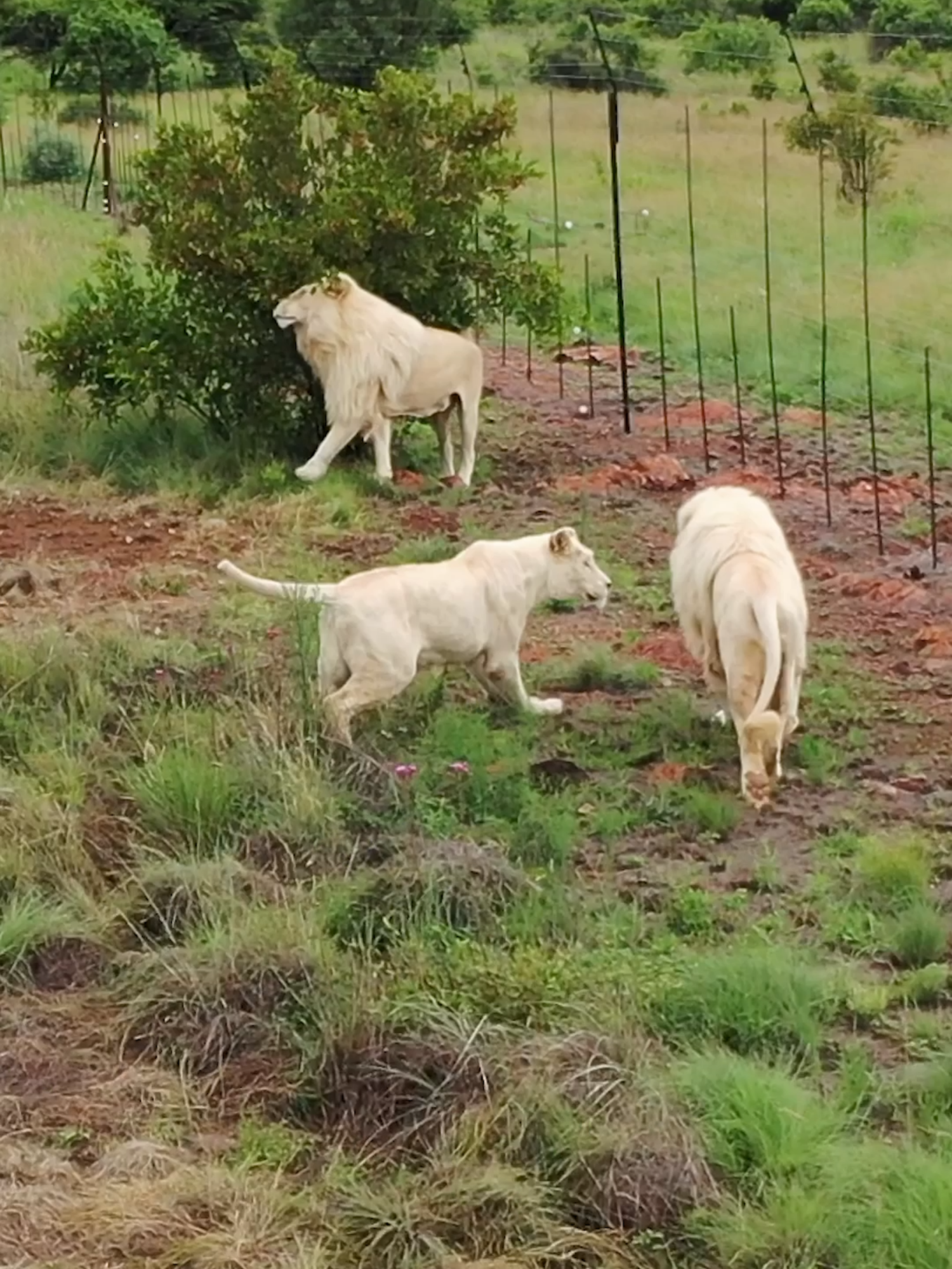 LIONS Believe I'm Part of the Pride. New Youtube video out today! #catsoftiktok #nature #lion #lionwhisperer #wildanimals