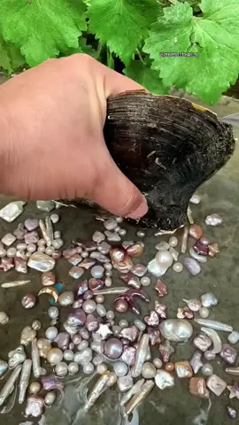 #onthisday this is where pearls come from