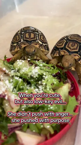 When you’re cute, but also low-key evil… She didn’t push with anger… she pushed with purpose. #TurtleDrama #PettyTurtle #MoveItOrLoseIt #TurtleSavage #NoSharingToday #TurtleTok #BossTurtle #ColdBloodedAndColdHearted #SnackSabotage #ShellfishBehavior #PetTok #TurtlePower #FoodFirstAlways 