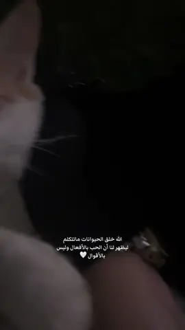 🤍🐈🐈‍⬛