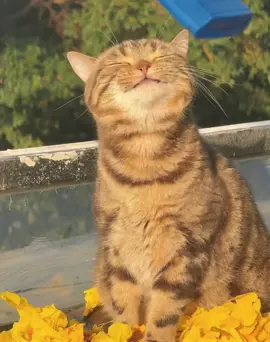 Enjoy the sunshine☀️  #cute #cat #tik #foryou #fyp #tiktok