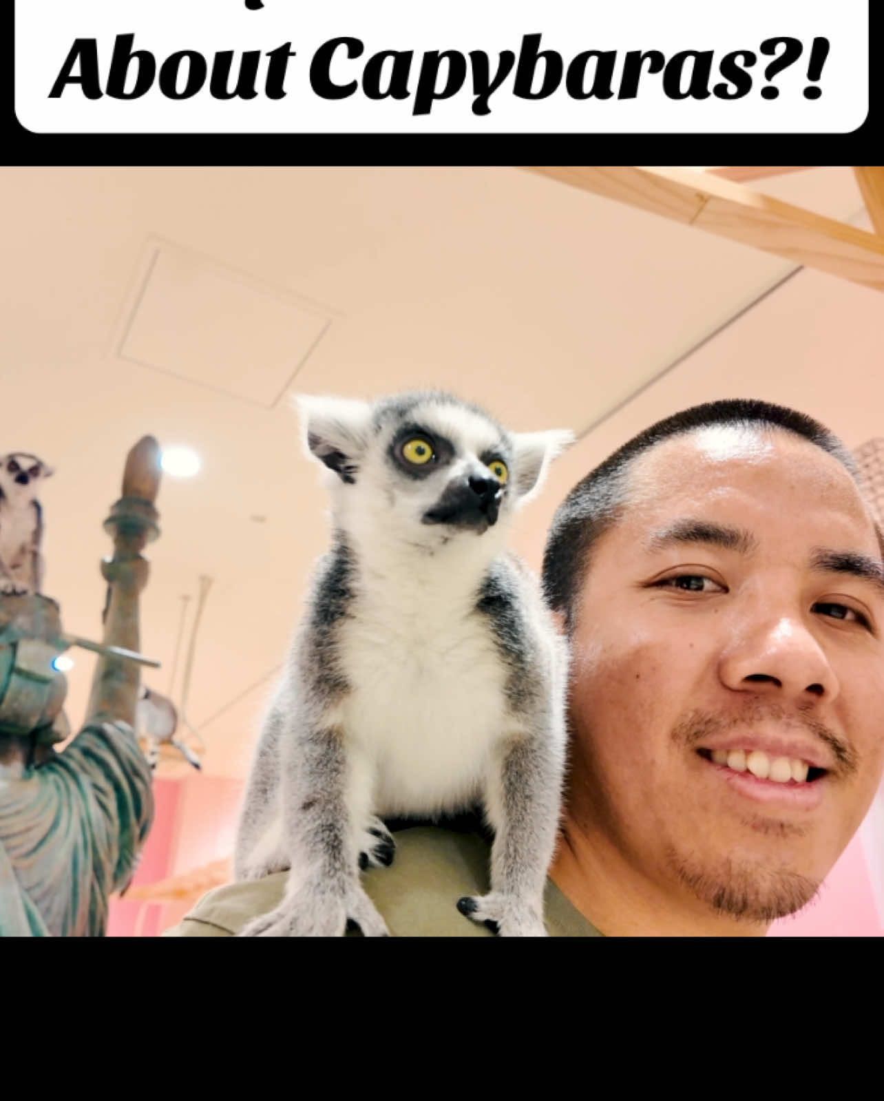 Am I the only one that didn’t know this?! #japan#lemur#massive#capybara#animalcafe#animal