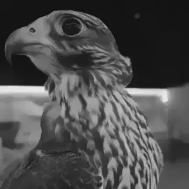 ‏عذلت نفسي عن هوى كل مشتاق ‏مالي بدستور الهوى و المحبه ‏اسرح بفكري في مساحات الآفاق ‏ماجت به ظروفي غدت به  #حمد_السعيد 