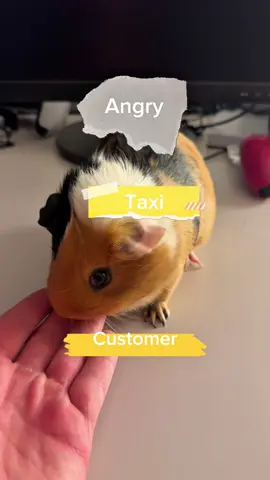 Bro is using me as his taxi atp 😐 . . #guineapigs #cute #humor #fyp #viralvideos 