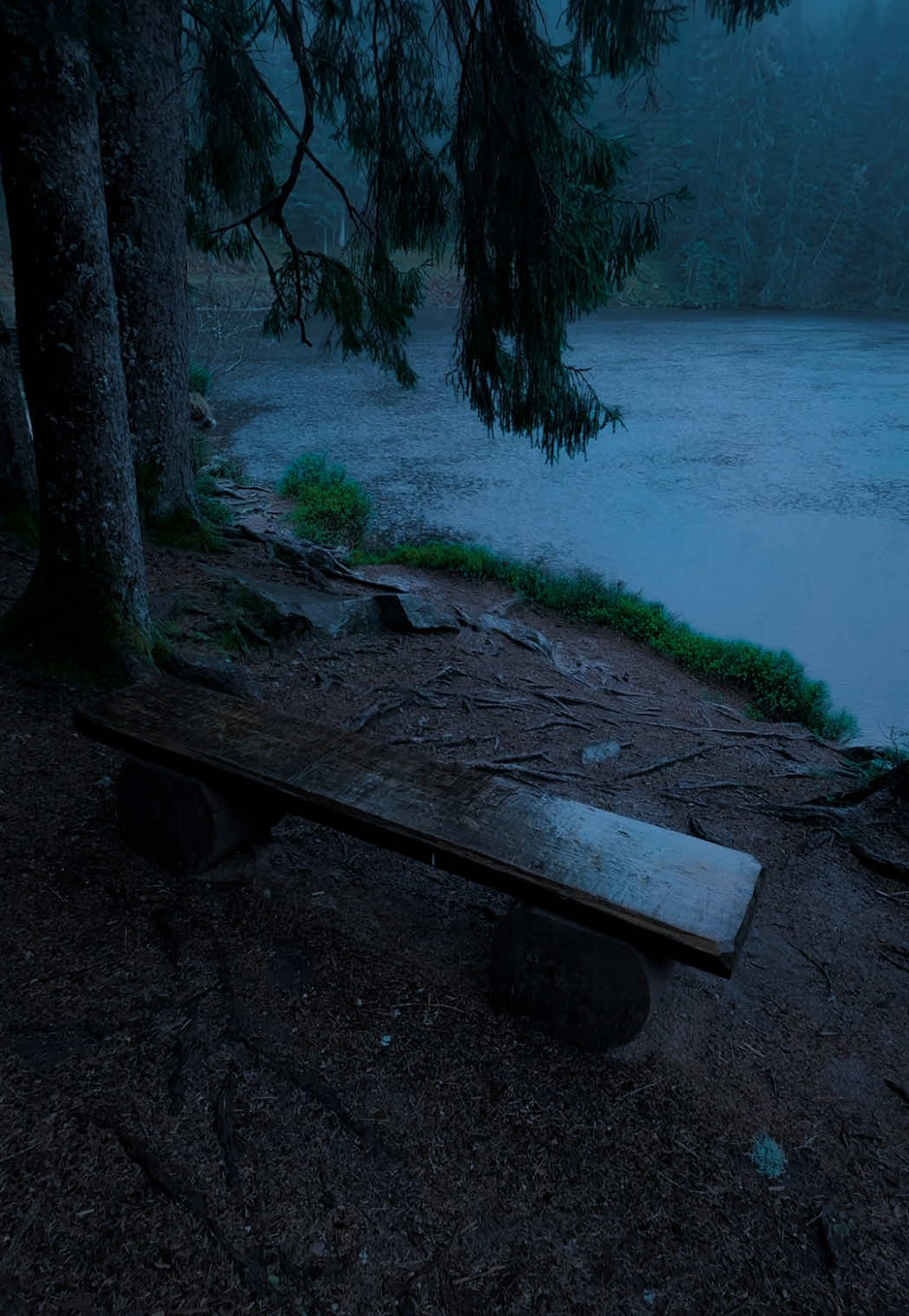 Rainy Forest #nature #darkaesthetic #calm #naturephotography #foryоu #aesthetic #relax 
