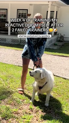 we are on week 4 and are seeing improvement! 🎉🐶 #reactivedog #reactivedogawareness #dogmom #dogsoftiktok #DogTraining #dogtrainingtips #dogparents #dogtrainingadvice #reactive #reactivedogs #greatpyrenees 