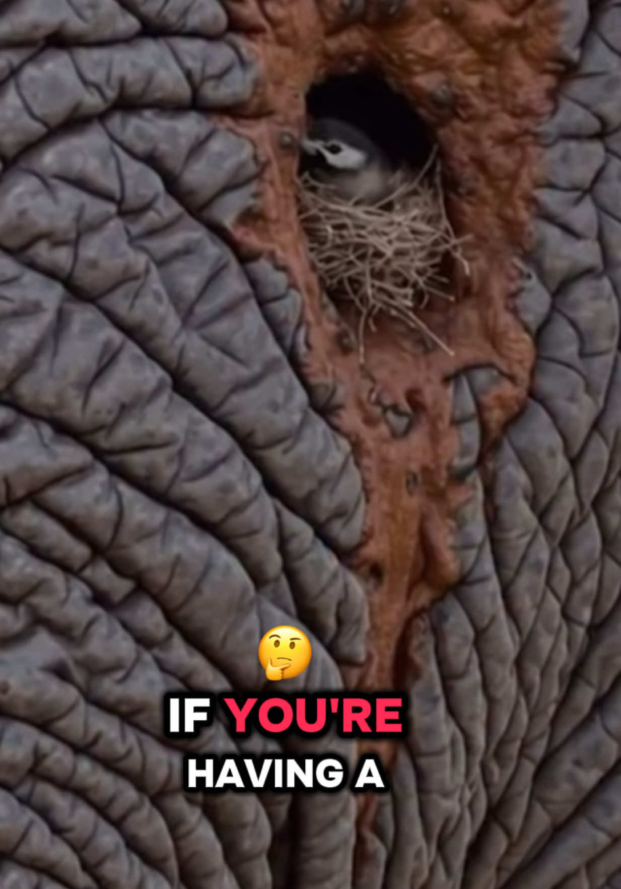 If you are having a bad day — just think of me.  — people will say it’s AI  #fyp #birds #birdsoftiktok #elephant #elephants #nature #ai #badday 
