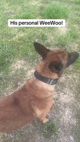 Wee woo!#k9 #k9unit #k9softiktok #dogsoftiktok 