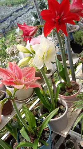 propagando amarílis #amarilis #planta #dicasdejardinagem 