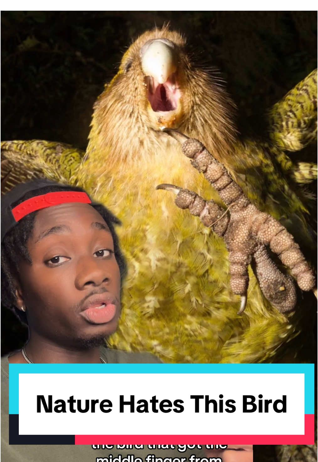 You’re not supposed to touch wild animals, the wild animals tho…