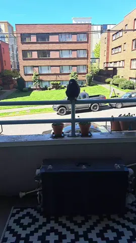 My crow friend has some Thoughts. Open to interpretations. #crow #crowsoftiktok #fyp #animalsreact #witchtok 