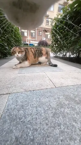 Maxwell also has a cat friend#cats 