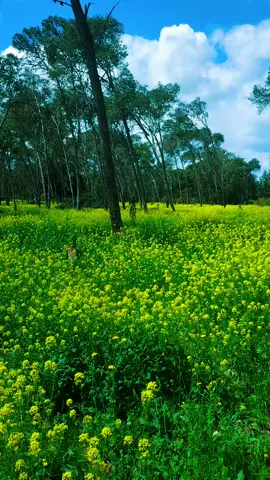 #casa #bouskoura #maroc #fyp #دار_الخيل #forit_bouskoura #bouskoura🌱🌲 #غابة_بوسكورة🇲🇦🇲🇦 #rabat #بوسكورة 