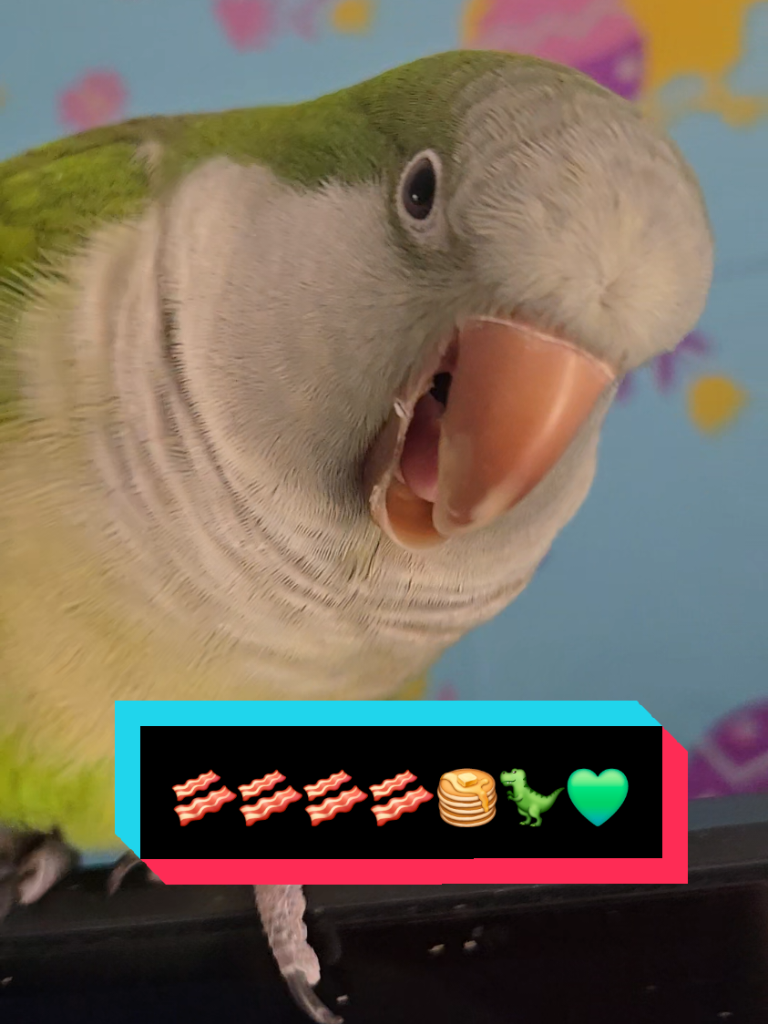 TGIF! Happy good friday!!! Whoho the Easter bunny will be visiting us soon. 🐰🐣! MOM i want Pancakessssss 🥓🥓🥓🥓🥓🥓🥓🥓🥞🦖🎶 - and no, I didn't fall it was planned!! 👀 #quakerparrots #quakerparrot #quakerparrotsoftiktok #talkingbird #fyp #easterweekend #talkingparrot #talkingquaker #goodfriday #monkparakeet #monkparrot #baconpancakes #baconbaconbacon #pancakes #tgif #lagothequaker #animalsoftiktok #animals #parrotsoftiktok #EasterIsComing #parrots #baconpancakebird #greenquakerparrot #goodfriday2025 #birdsinging #parrotsinging #babybird #holyweek #pancakemonster #foryou