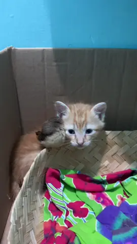 mreka aja tidur bedua, masa iya kalen tidur sendiri:) 