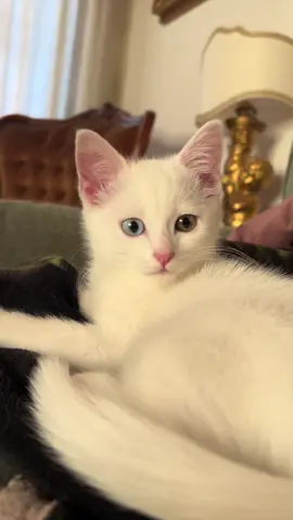 🤎 #kitten #kitty #whitecats #whitekitten #whitekitty #cutekitty #eterocromia #kittenoftiktok #catsoftitktok #meow #miao #pinknose #sweet #catoftheday #cuteness #kittenoftheday #fyp #fyppp #fyppppp #fypppppp #perte 