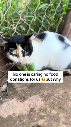 No one is caring no food donations for us 🥹but why@rubyramosnavarro #help #fyp #catsoftiktok #tiktokviral #kittensoftiktok #cats #animal #catrescue #view #canada_life🇨🇦 #PetsOfTikTok #kitten #animalsoftiktok 