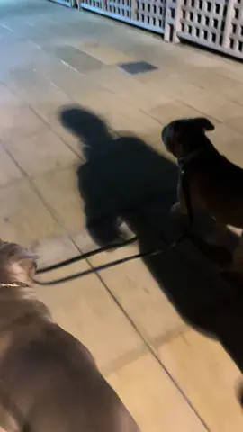 SULLY ENSEÑANDO A BIMBA SU NUEVO 🏠 #SantJordi2024 #fyp #viral #paratiiiiiiiiiiiiiiiiiiiiiiiiiiiiiii #fyppppppppppppppppppppppp #foryoupage❤️❤️ #foryo #9meses #xl #adopcion #gree 