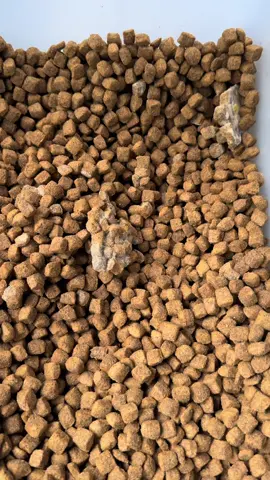 Dog parents — you NEED to see this before feeding your fur babies… I found mold in Retriever Adult Performance dog food from Tractor Supply. If you have this bag, check it now — our pets deserve safe food. Tag a pet owner and share this post. #DogFoodAlert #RetrieverDogFood #PetSafety #DogMom #DogDad #TractorSupply #MoldyDogFood #DogHealth #TSCFail